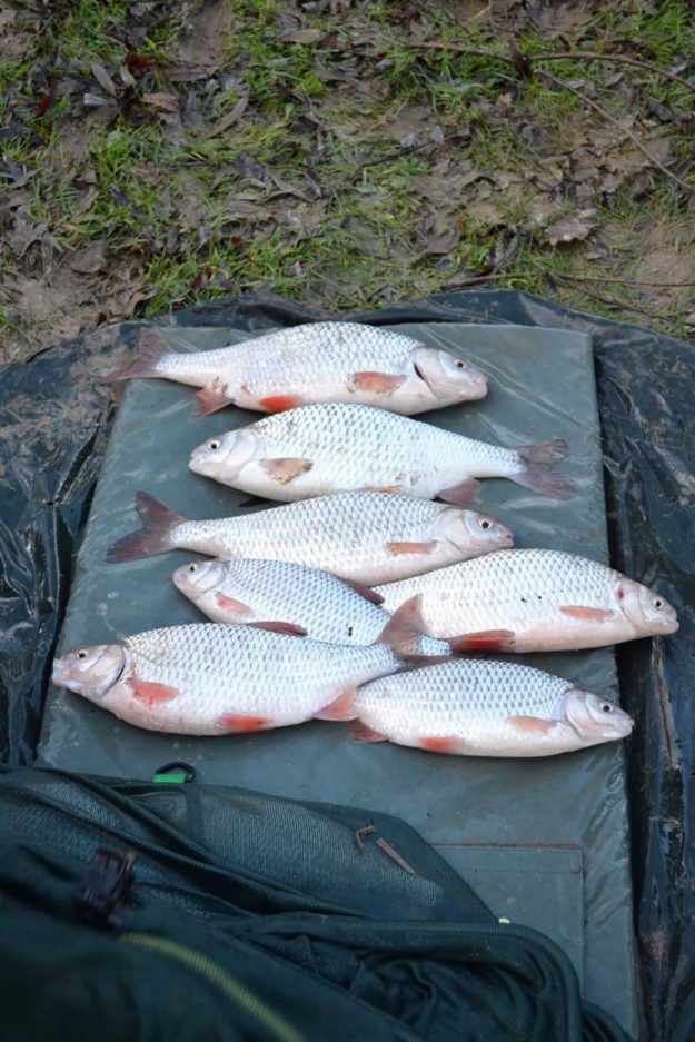 roach catch