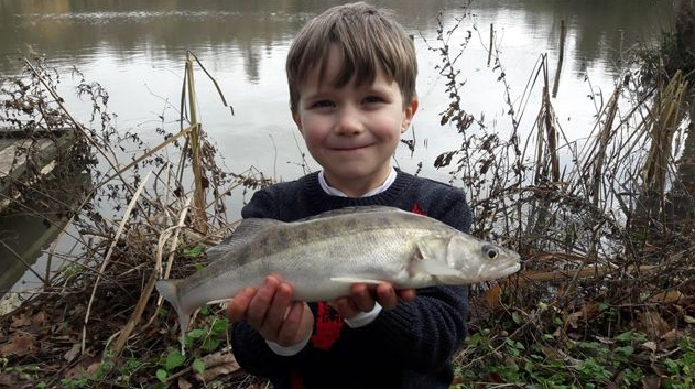 small zander