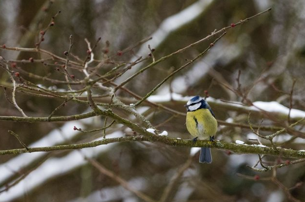 Brista Photography Blue Tit