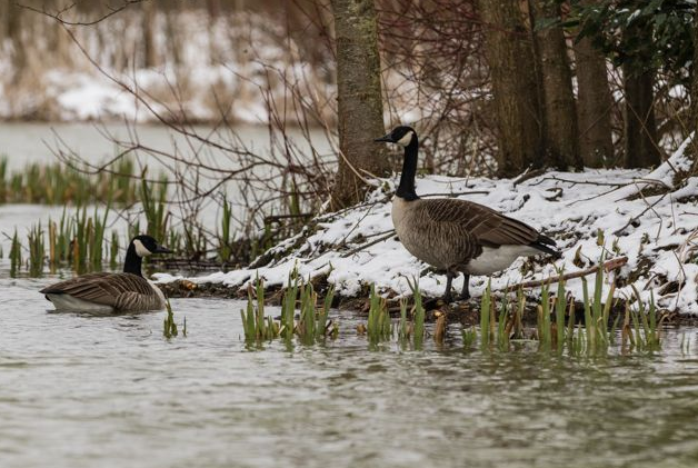Brista Photography Geese