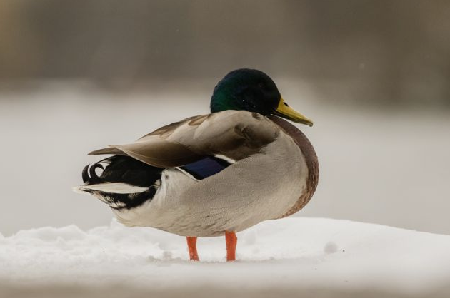 Brista Photography Mallard Duck