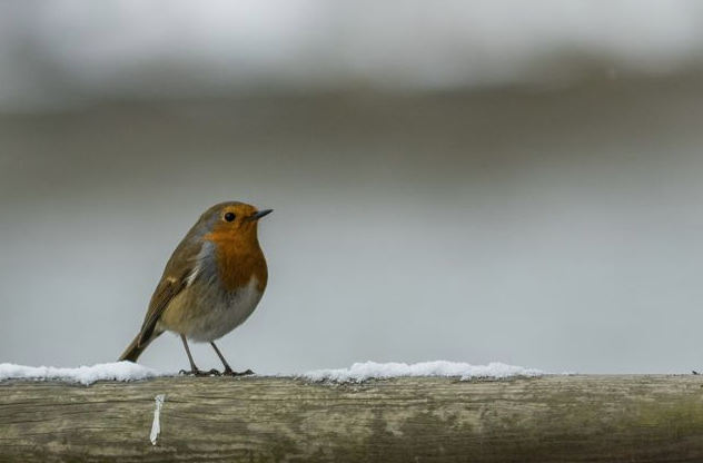 Brista Photography Robin
