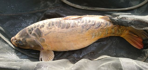 David Grant 13lb Ghost