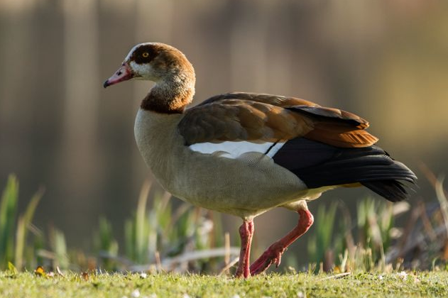Egyptian goose