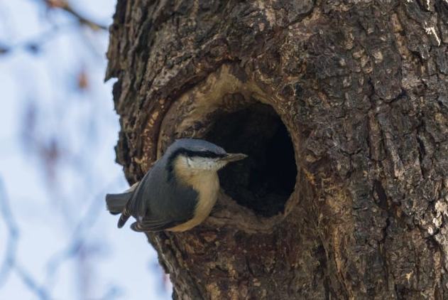 Nuthatch