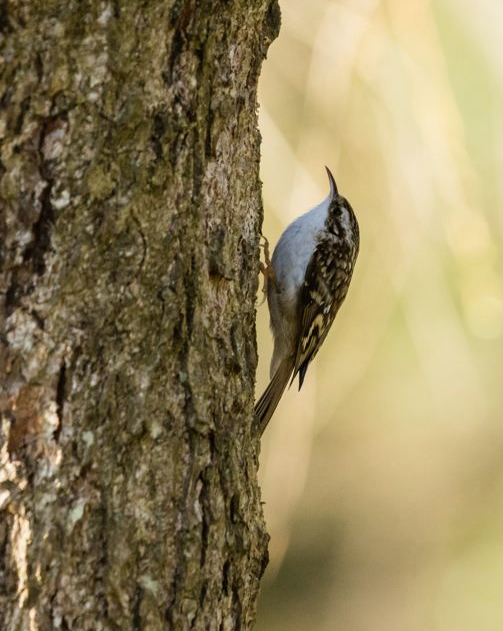 Treecreeper