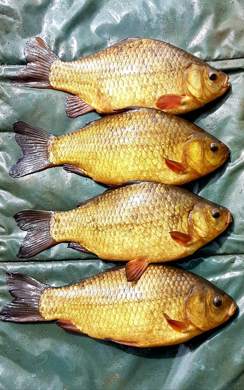 Milton Lake crucians